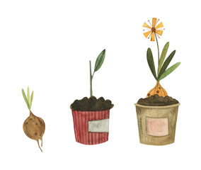 Watercolor plant bulb and flower growing in pots. Hand drawn illustration. Design element for farming, gardening. Harvest collecting.