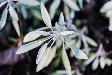Top down of a common sage plant, salvia officinalis