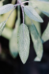 Top down close up of leaf of a common sage plant, salvia officinalis