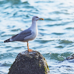 Seagull on the stone on the sea baclground.