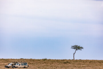 Land cruiser Under Tree Landscape Kenyan Grassland Wilderness Maasai Mara National Game Reserve...