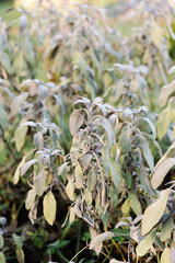 Common sage plant, Salvia officinalis