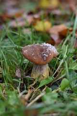 mushrooms in the forest