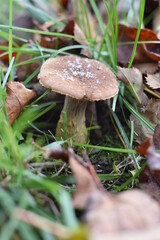 mushrooms in the forest