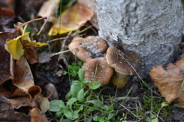 mushrooms on a tree