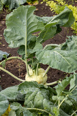 Kohlrabi cabbage grows in the garden.