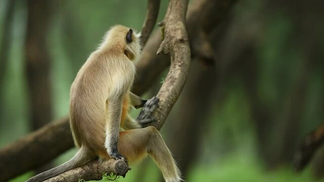 Gray or Hanuman langurs or indian langur or monkey in natural green background during monsoon season safari at ranthambore national park or tiger reserve rajasthan india - Semnopithecus