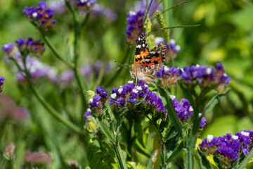 Vanessa cardui butterfly in purple flowers macro insect nature close up summer