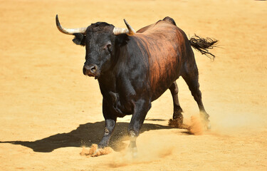 fighting bull with big horns on spain