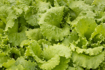 Lettuce leaves are covered with large drops of rain.