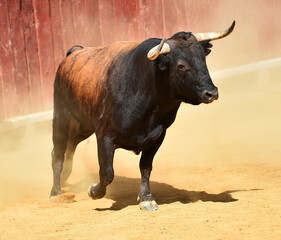 fighting bull with big horns on spain
