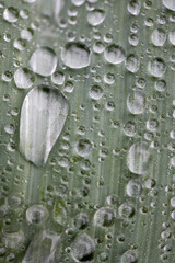 Large drops of rain on a leek leaf.
