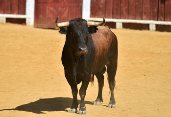 fighting bull with big horns on spain