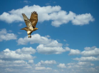 Red tailed hawk flying in high over Dorval airport, Montreal Quebec, Canada.