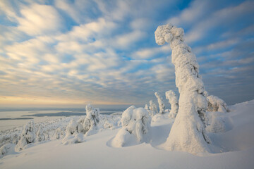 The natural scenery in winter, a popular travel destination in Russia, the forest natural scenery of Murmansk.