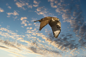 Red tailed hawk flying in high over Dorval airport, Montreal Quebec, Canada.