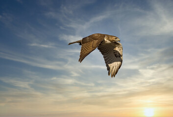 Red tailed hawk flying in high over Dorval airport, Montreal Quebec, Canada.