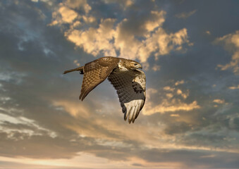 Red tailed hawk flying in high over Dorval airport, Montreal Quebec, Canada.