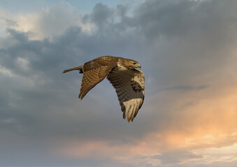Red tailed hawk flying in high over Dorval airport, Montreal Quebec, Canada.