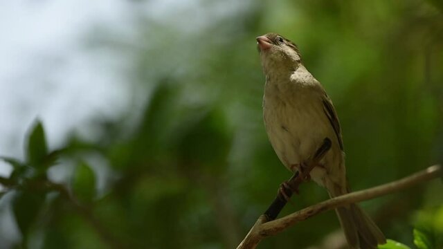 House sparrow or Passer domesticus leaving perch in natural green background at keoladeo national park or bharatpur bird sanctuary rajasthan india