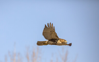 Red tailed hawk flying in high over Dorval airport, Montreal Quebec, Canada.