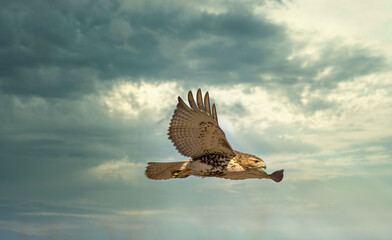 Red tailed hawk flying in high over Dorval airport, Montreal Quebec, Canada.