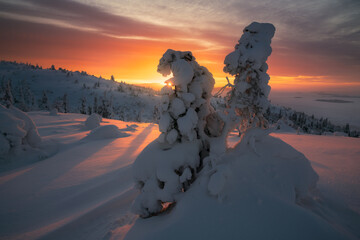 The natural scenery in winter, a popular travel destination in Europe, the forest natural scenery in Finnish Lapland.