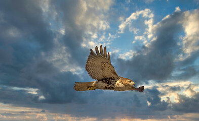 Red tailed hawk flying in high over Dorval airport, Montreal Quebec, Canada.