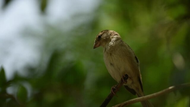 House sparrow or Passer domesticus closeup with cleaning feathers in natural green background at keoladeo national park or bharatpur bird sanctuary rajasthan india