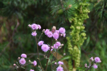 pink wild flower