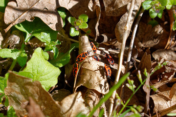 Die Tiere in seiner natürlichen Welt 
