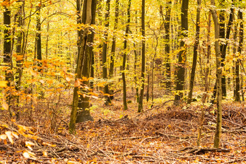 beech forest in autumn with its pretty golden colors