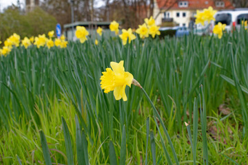 Die Gelbe Blumen im Feld