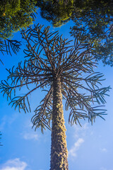 Araucaria tree Patagonia - Chile.