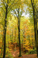 Autumn landscape. Autumn colored leaves on trees in the forest.