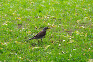 Obraz premium fielfare on the grass