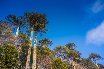 Araucaria tree Patagonia - Chile.