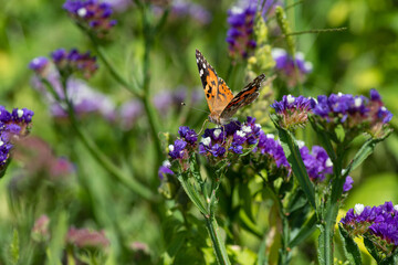 Vanessa cardui butterfly in purple flowers macro insect nature close up summer