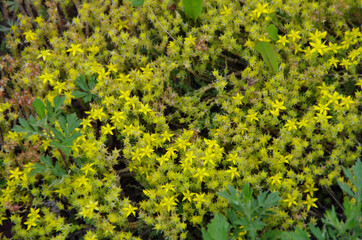 green moss background