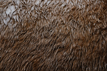 Texture of dirty horse hair