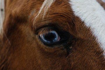 Paint horse blue eye close up.