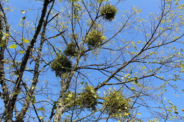 branches with an unusual pile of leaves on a blue sky background 