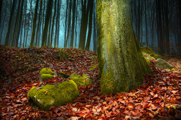 Jesienią W Bukowym Lesie