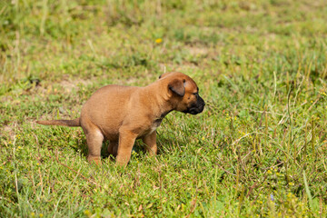cute bastard malinois puppy and bullmastiff pooping in the grass in summer