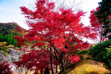 Obrazy na Szkle  Jesienne liście w kamiennym ogrodzie doliny