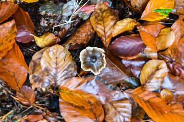 Mushroom in the autumn forest. Autumn forest landscapes