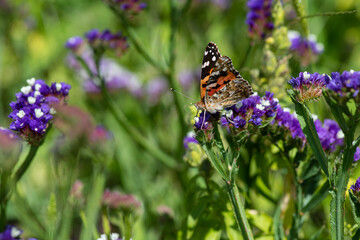 Vanessa cardui butterfly in purple flowers macro insect nature close up summer