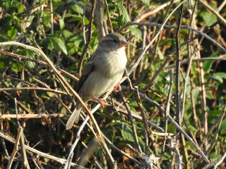 Fototapeta premium Sparrows on twigs