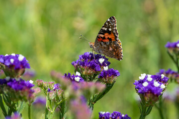 Obraz premium Vanessa cardui butterfly in purple flowers macro insect nature close up summer
