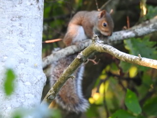 Squirrel on a branch